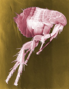 Flea_Scanning_Electron_Micrograph_False_Color