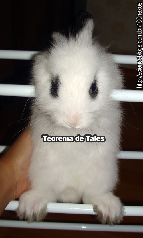 bunny_tales