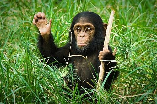 chimp1q