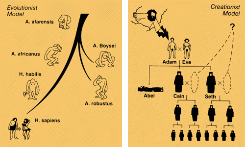 evolution-creationism-models