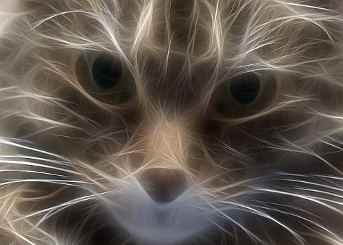 fractaliuscat4231