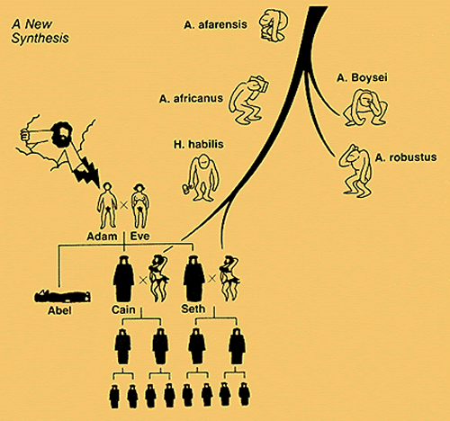 new-synthesis-evolution-creationism