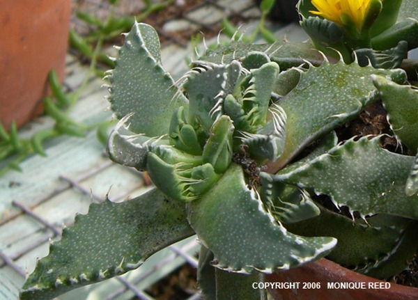 faucaria377