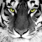 Eye of the tiger!