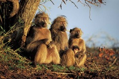 babuinos
