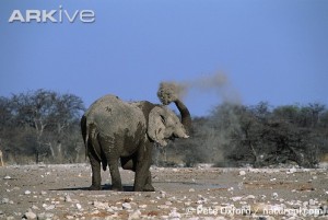 Além de abanar as orelhas, os banhos de terra ajudam a evitar a insolação. www.arkive.org e www.amnh.org