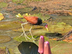 jacana