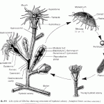 ciclo de vida do hidrozoário Obelia obtido em: www.palaeos.com