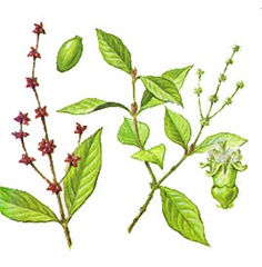 psychotria