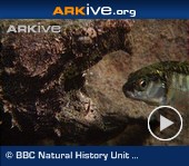 ARKive video - Alligator snapping turtle luring in and catching fish