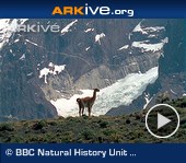 ARKive video - Guanaco herd feeding, juveniles play-fight; guanaco grazes and shelters during a snowstorm