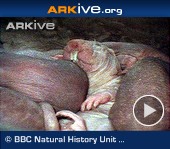 ARKive video - Naked mole rat - overview