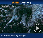 ARKive video - North Island brown kiwi - overview