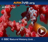 ARKive video - Pygmy seahorse camouflaged against coral