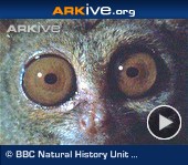 ARKive video - Spectral tarsier feeding