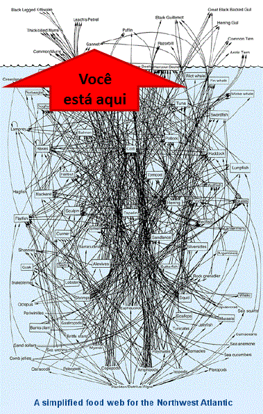Cadeia trófica no atlântico norte
