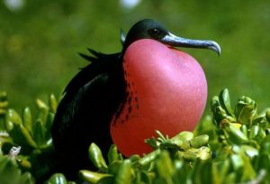 Fregata magnificens, fragata magnífica