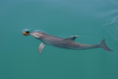 O golfinho nariz de esponja, uma tática alimentar cultural. Fonte: www.monkeymiadolphins.org e Ewa Krzyszczyk