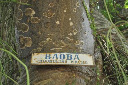 O baobá da Ilha de Paquetá