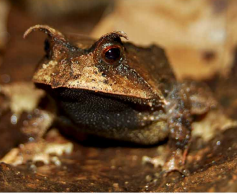 Esse sapo folha é vítima do uso irracional da água, mas também do chocolate. (Imagem: Rafael Abreu)