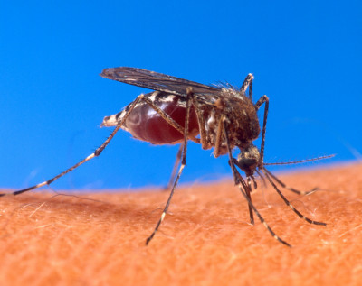 Aedes_aegypti.jpg