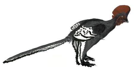 Anchiornis_martyniuk.jpg