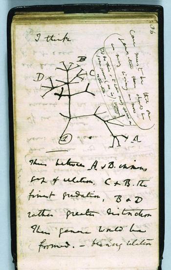 darwin_first_tree_2.jpg