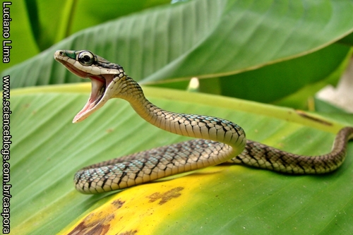 leptophis.JPG