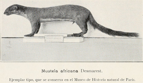 mustela africana.jpg