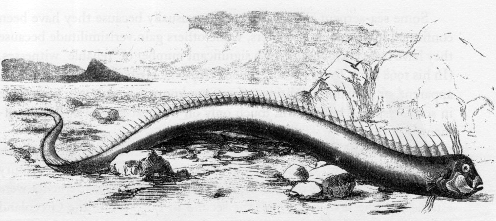 <i>Ilustração de um </i>Regalecus glens <i>encalhado nas Bermudas em 1860, o espécime foi orignalmente descrito como uma serpente marinha</i>. 