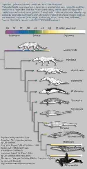 Whales evolution