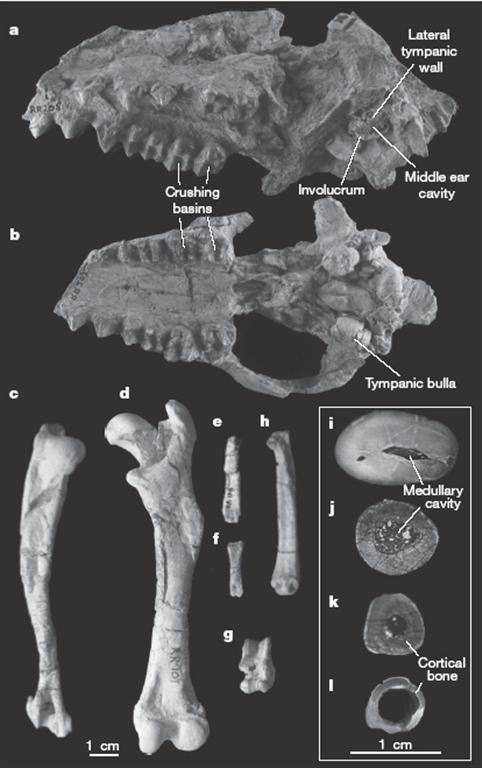 INDOHYUS1