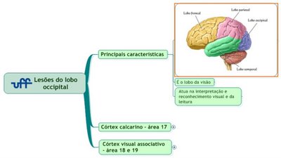 lobo_occipital (Large)