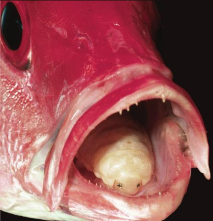 Cymothoa exigua_adpat_natureza_radical_mark_caverdine.jpg