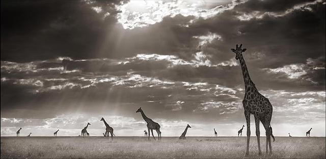 Giraffes (Small).jpg