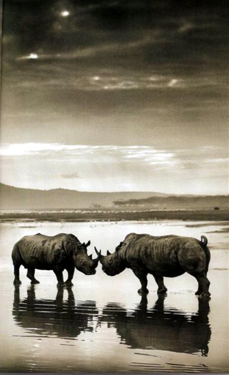 RHINOS_NICK_BRANDT (Large) (Large).jpg