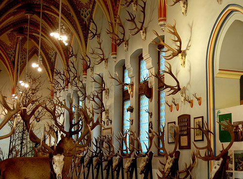 antlers1.jpg