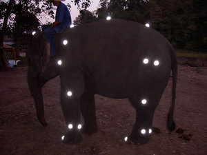 thailand2006-mocap-elephant1.jpg