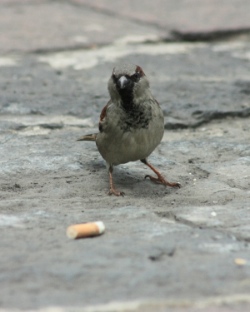 cigarette-butt-bird_Víctor Argaez
