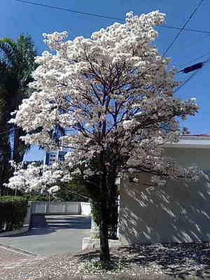 Thumbnail image for Imagem013.jpg