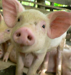 pig.jpg