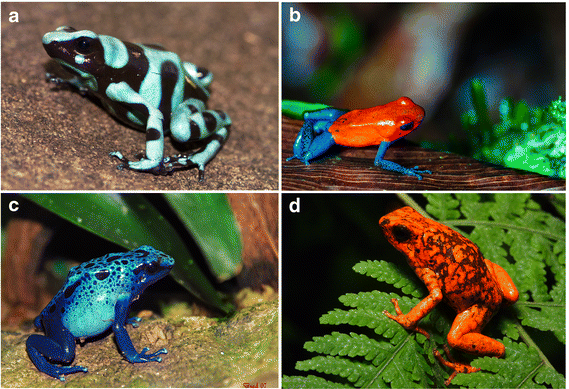 Algumas rãs da família Dendrobatidae, que possuem substâncias altamente tóxicas na pele. a) Dendrobates auratus, também conhecida como rã venenosa dardo verde e preto (crédito: Brian Gratwicke); b) Oophaga pumilio, rã-morango (crédito: Danel Solabarrieta); c) Dendrobates azureus, ou sapo boi-azul (crédito: Brad Francis); d) Oophaga sylvatica também chamada de diablo ou diabo em português (crédito: Santiago R. Ron-FaunaWebEcuador)