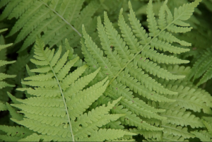 Samambaias reforçam hipótese de formação de floresta na Argentina