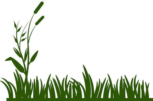 Imagem vetorial de algumas folhas de grama