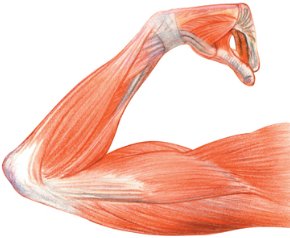 Músculos do braço