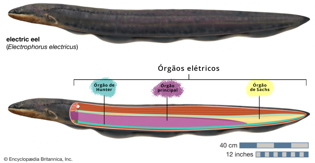 peixe elétrico e seus órgãos elétricos
