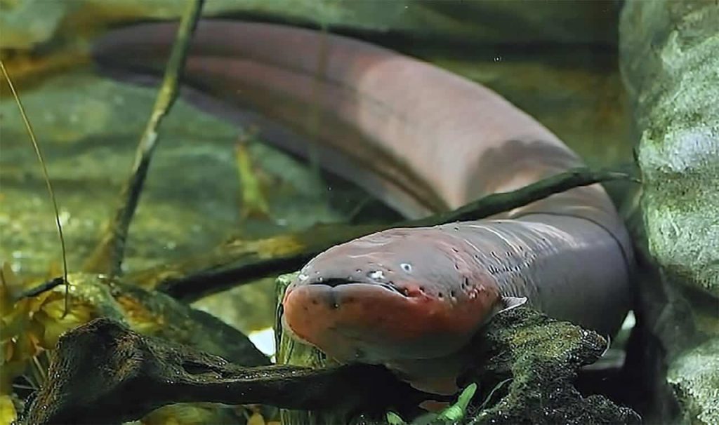 poraquê. Peixes elétricos