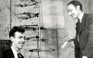 James Watson e Francis Crick com seu modelo de DNA em 1953