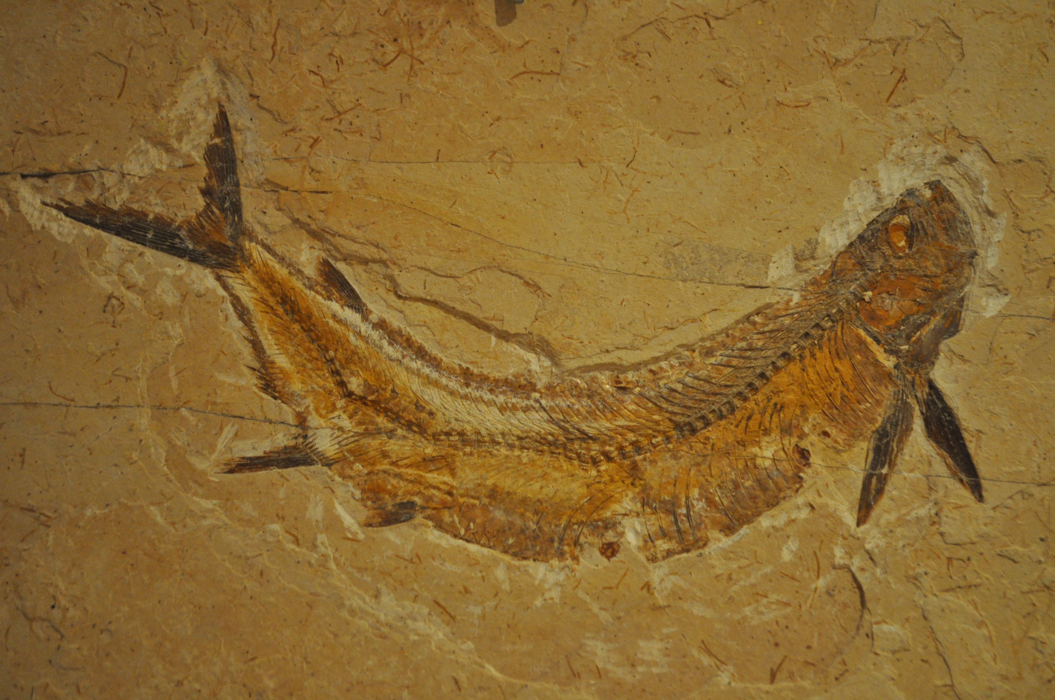 Первобытные рыбы. Доисторические рыбы. Древние рыбы. Вымершие рыбы окаменелости.