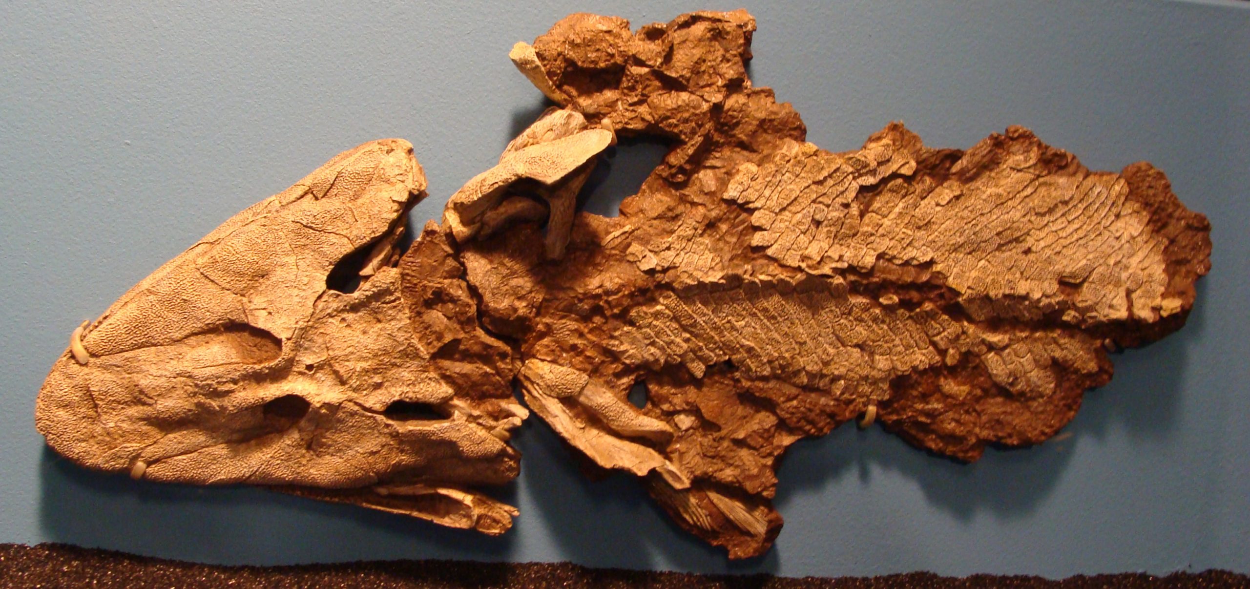 Esta imagem possuí um atributo alt vazio; O nome do arquivo é Tiktaalik_Chicago-scaled.jpeg